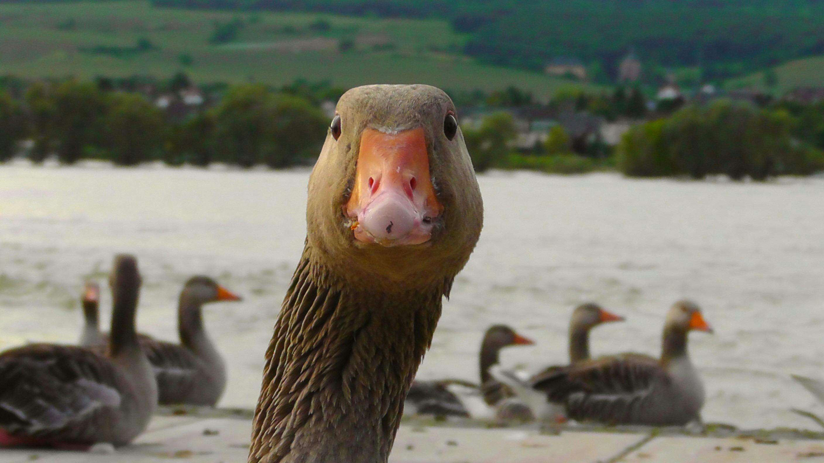 Une bande d'oies | Source : Pexels