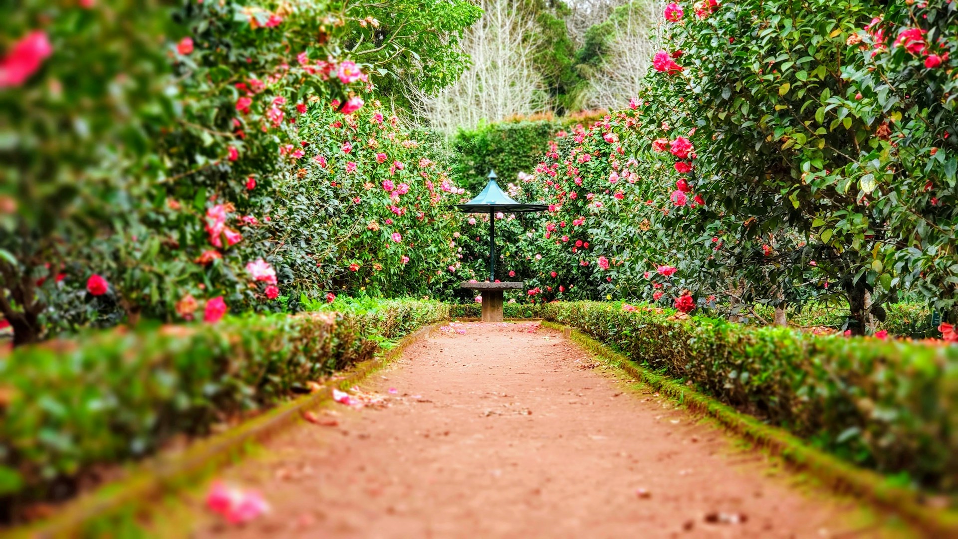 Un chemin à travers une roseraie | Source : Unsplash