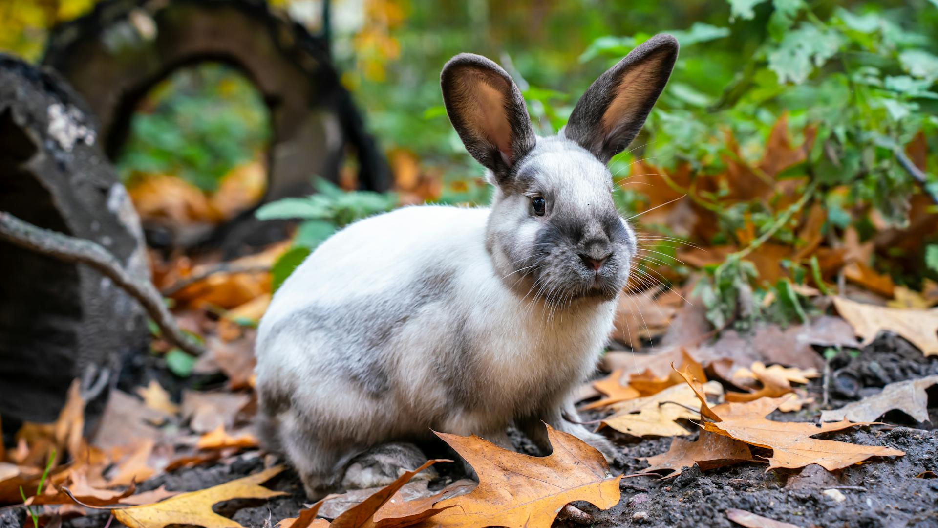 Un lapin dans une forêt | Source : Pexels