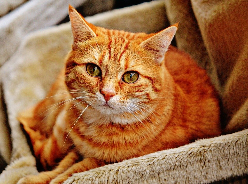 Un chat fixant le caméra | Photo : Pixabay