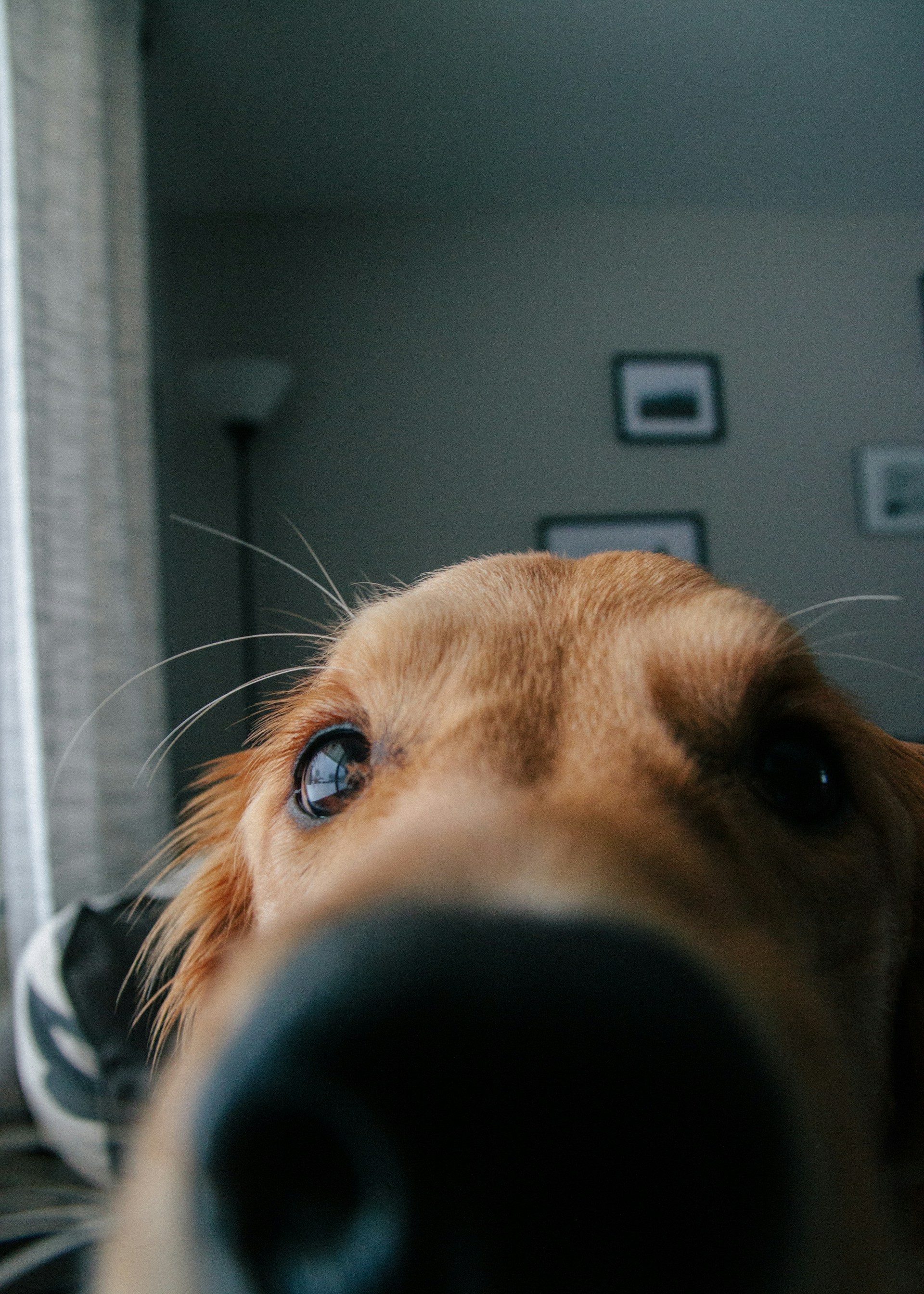 Gros plan d'un chien vigilant qui renifle quelque chose | Source : Unsplash