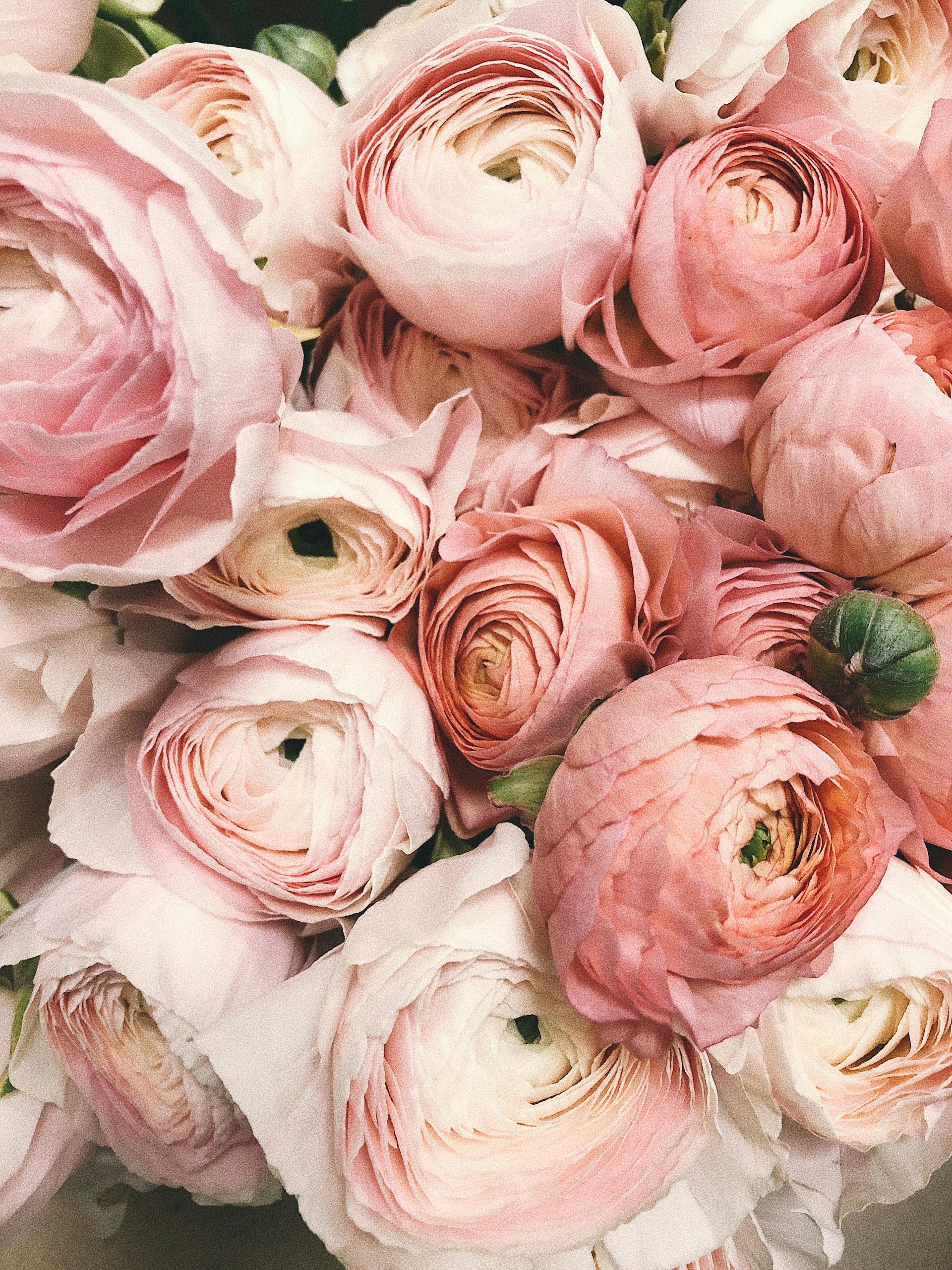 Un bouquet de pivoines roses | Source : Pexels