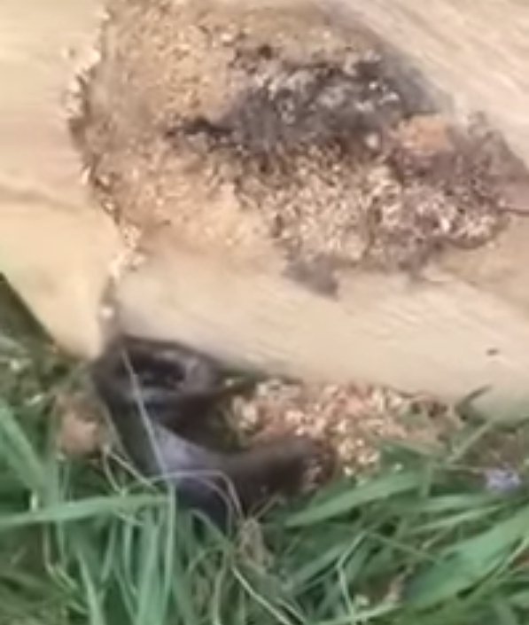 Source: YouTube/Sean Naber