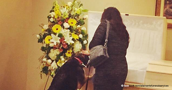Une photo déchirante d'un chien en deuil pleurant son propriétaire décédé