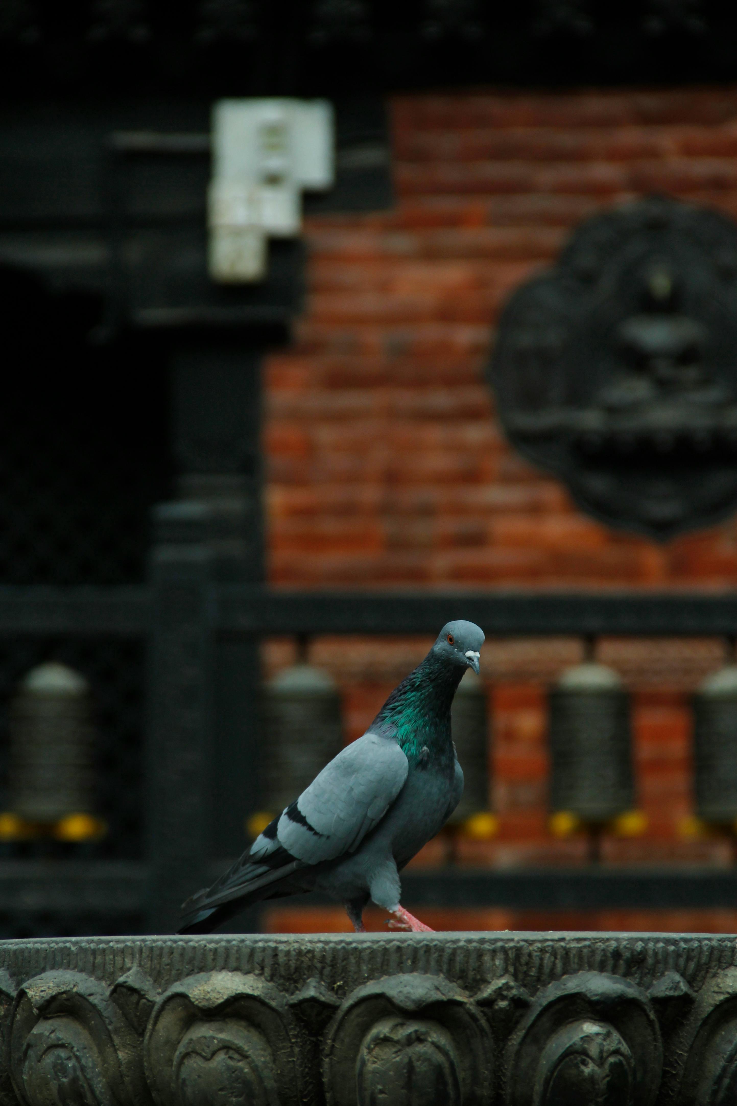 À titre d'illustration seulement. Un pigeon perché | Source : Pexels