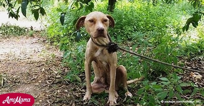 Cet homme a découvert que sa chienne attendait des petits. Il l'a emmenée en forêt et l'a laissée là sans eau ni nourriture