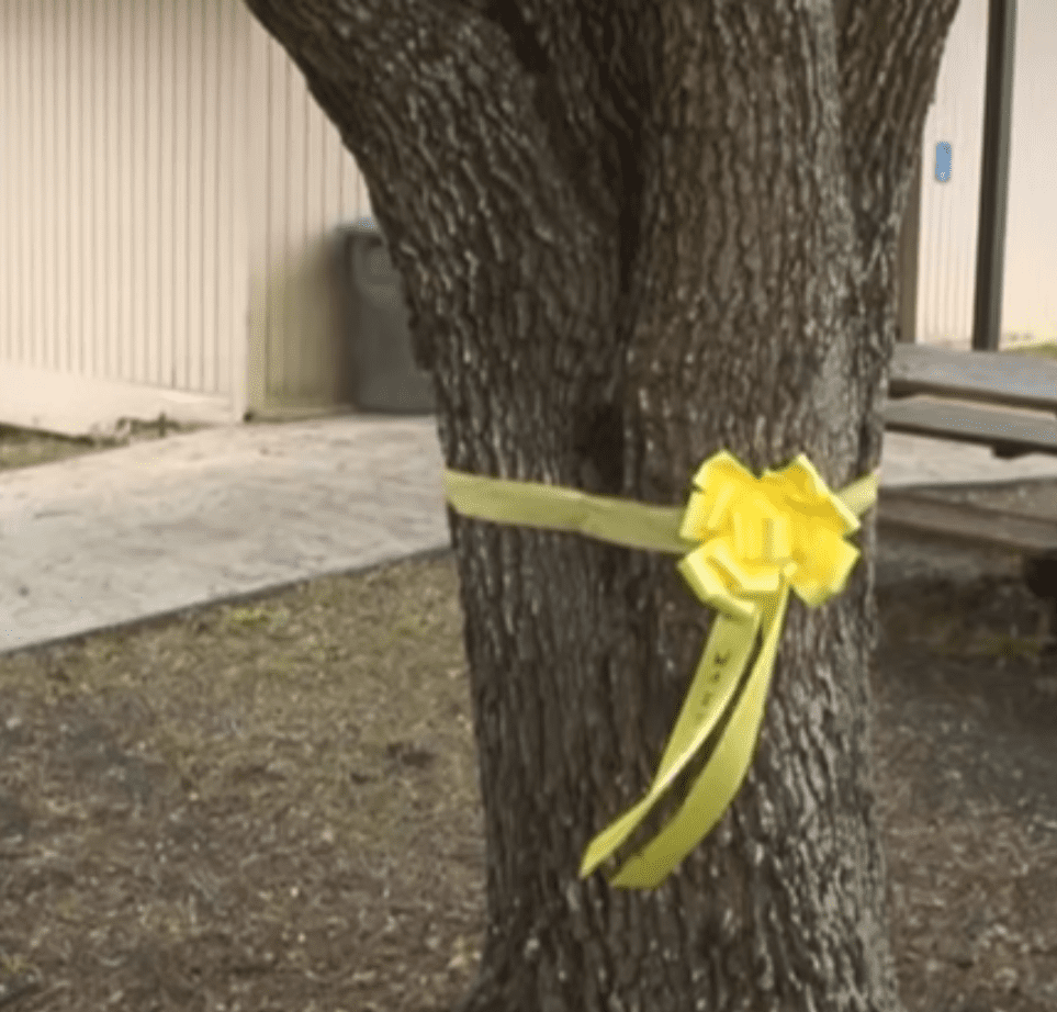 Un ruban jaune attaché autour d'un arbre. | Source : youtube.com/USA TODAY
