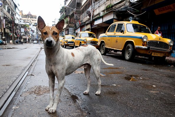 Un regard de chien de rue et des taxis Yellow Ambassador garés sur le bord d'une route déserte. |Photo : Getty Images