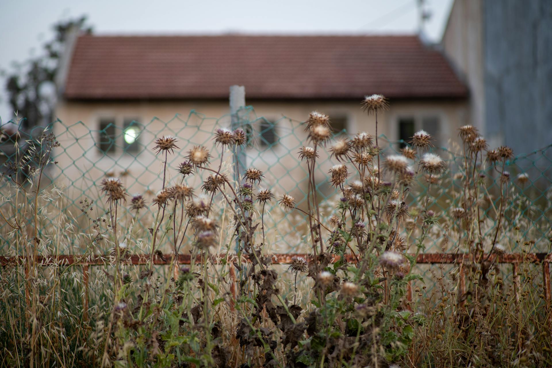 Plantes flétries près d'une clôture dans une cour négligée | Source : Pexels