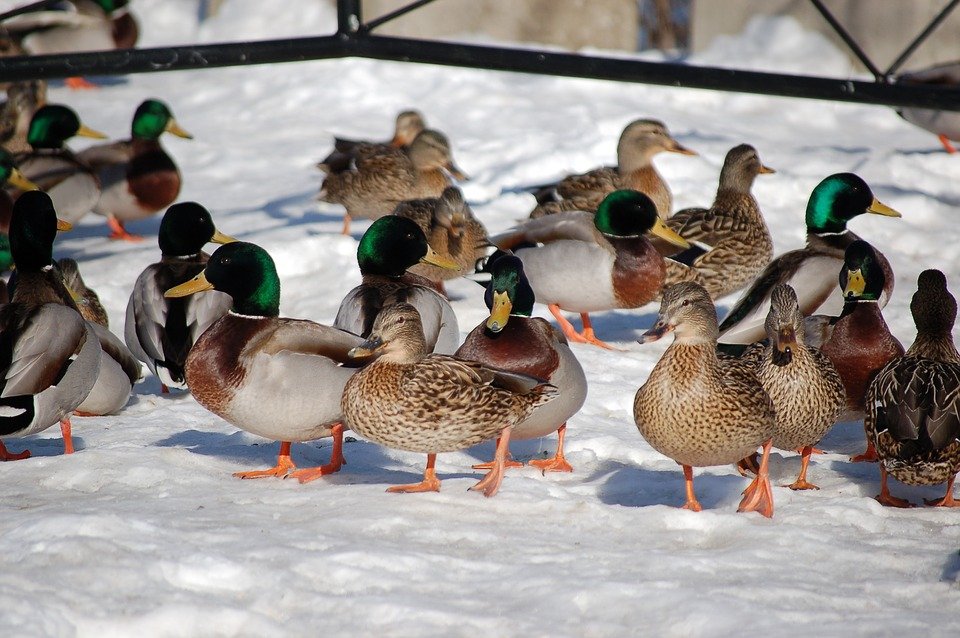 Des groupes de canards | Photo : Getty Images