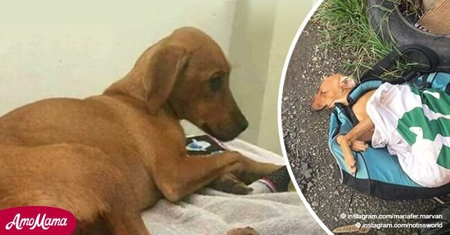 Une histoire terrible d'un chien de 4 mois cruellement violé et qui a fait les gens sortir dans la rue