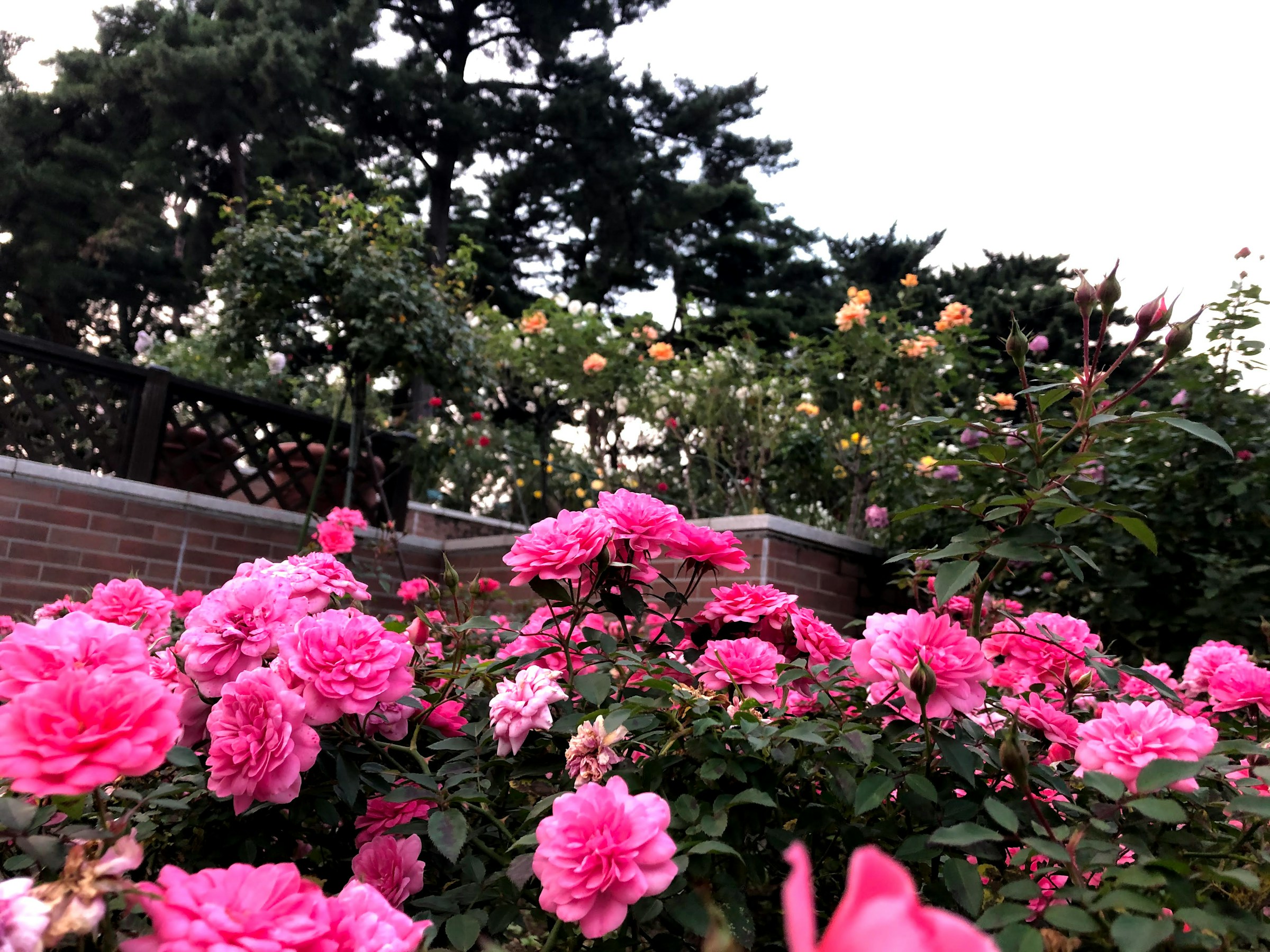 Roses roses fleurissant dans un jardin | Source : Unsplash