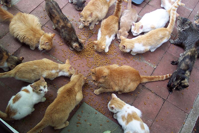 Groupe de chats se nourrissant en cercle. | Image: Wikimedia Commons