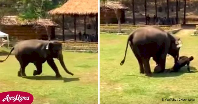 Cet énorme éléphant a vu que son soigneur a été "attaqué": sa soudaine réaction devient virale