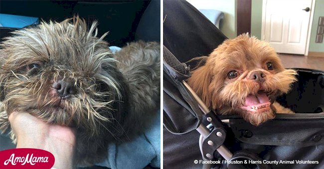 Le propriétaire demande à l'abri d'euthanasier son chien parce qu'il est trop vieux
