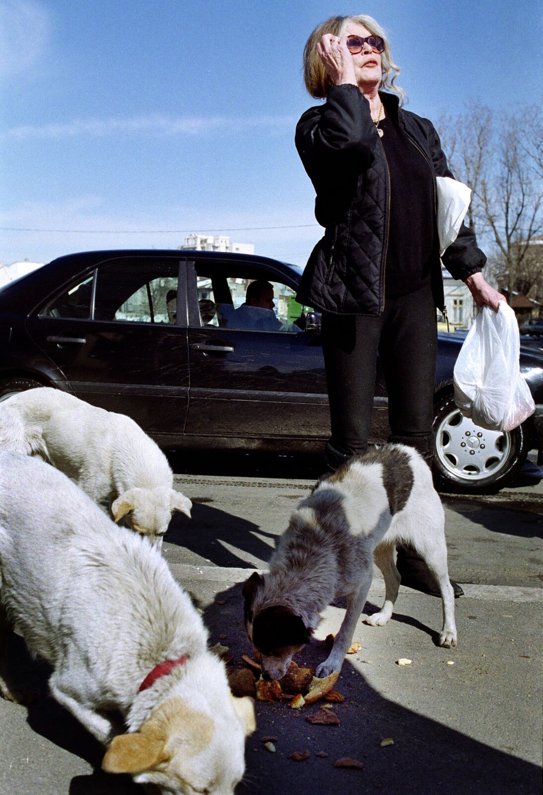 Brigitte Bardot donne du pain à des chiens, en Roumanie. | Photo : Getty Images