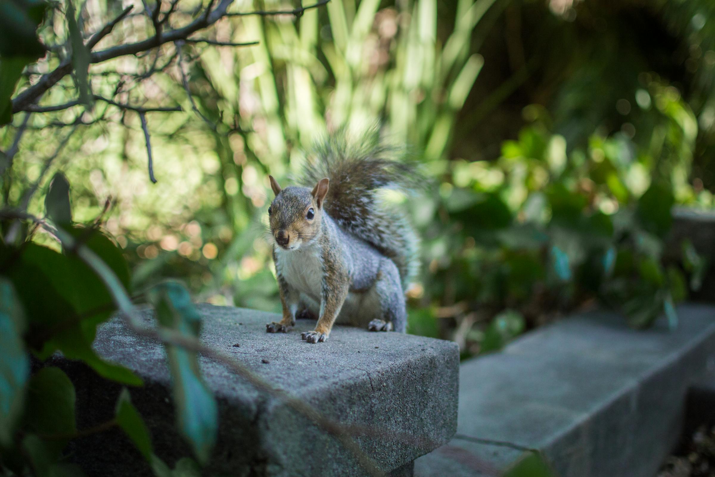 Un écureuil dans un jardin | Source : Pexels