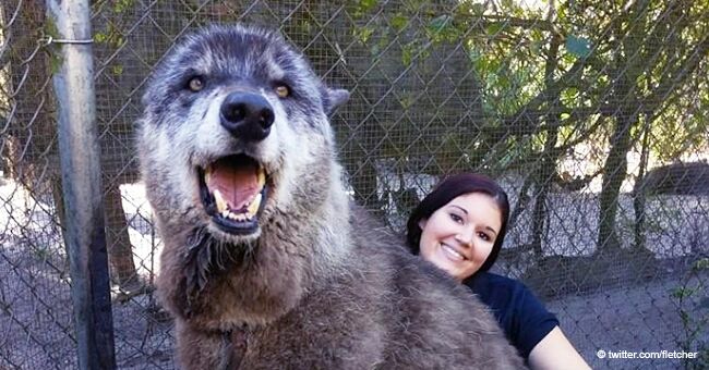 Un chien-loup géant rejeté par son propriétaire est devenu la mascotte du ''Shy Wolf Sanctuary'' après avoir évité l'euthanasie