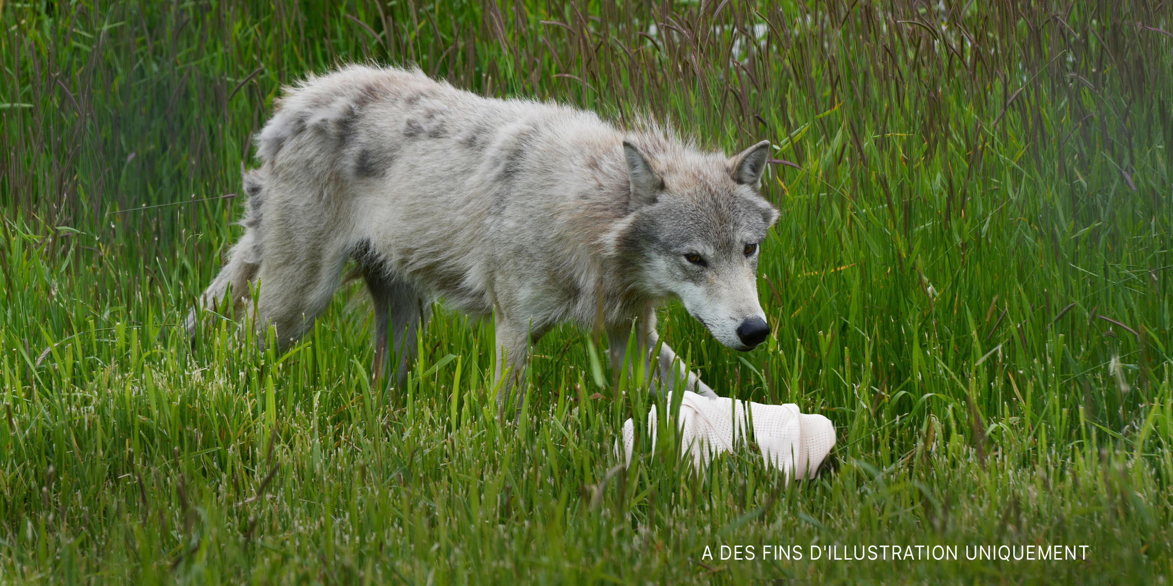 Un loup blanc se tient au-dessus d'un bébé enveloppé | Source : Flickr / generalising (CC BY-SA 2.0) Shutterstock