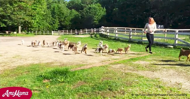 Une vidéo de chèvres mignonnes attire des millions de téléspectateurs pour leur drôle de course avec des humains