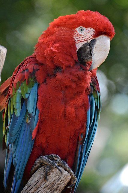 Un perroquet au plumage rouge. l Source: Flickr