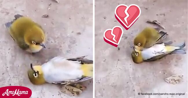 Un oiseau inséparable désespéré refuse de laisser sa partenaire morte derrière lui, et la suit quelques minutes plus tard