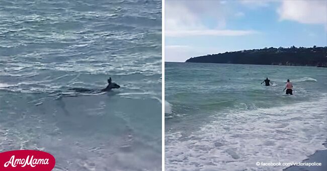 Un moment incroyable, des policiers sauvent un kangourou qui se noie dans des vagues tumultueuses