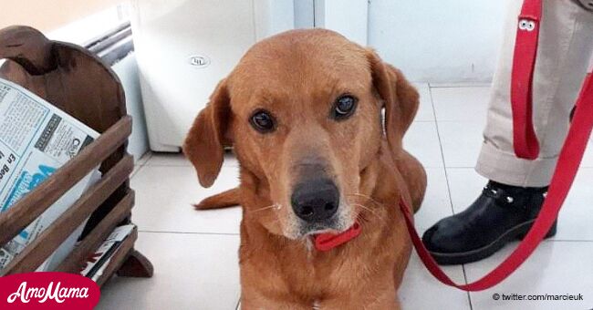 Une famille a rendu son chien adopté après une semaine parce qu'il avait volé de la nourriture à la table