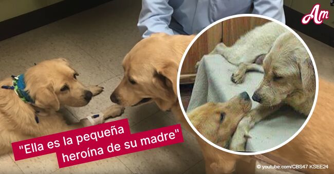 Une chienne mourante sauvée après qu'un de ses chiots ait sacrifié un rein pour une greffe
