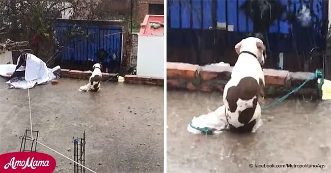 Cette triste vidéo montre un pauvre chien laissé sur le toit sous une pluie abondante
