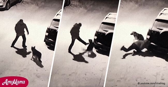 Un homme ivre tente de donner un coup de pied à un chien innocent, mais il le paie tout de suite et tout a été enregistré sur vidéo