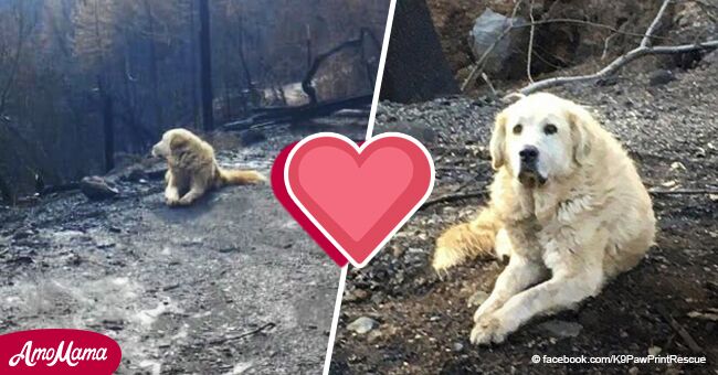 Un couple qui a quitté leur maison pendant les incendies de forêt découvre que leur chien les avait attendus pendant tout ce temps