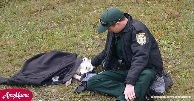 Un chien a été frappé par une voiture et un policier a montré comment traiter les animaux en le réconfortant