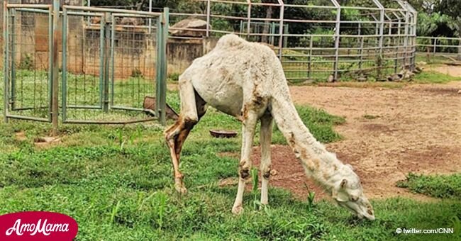 Un zoo est accusé de cruauté envers les animaux après qu'une photo d'un chameau souffrant de malnutrition soit devenue virale