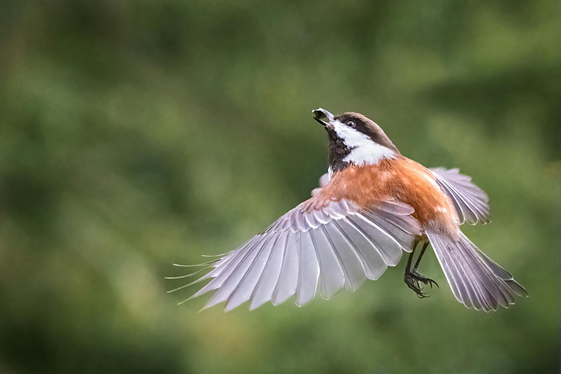 Un oiseau dans les airs | Source : Pexels