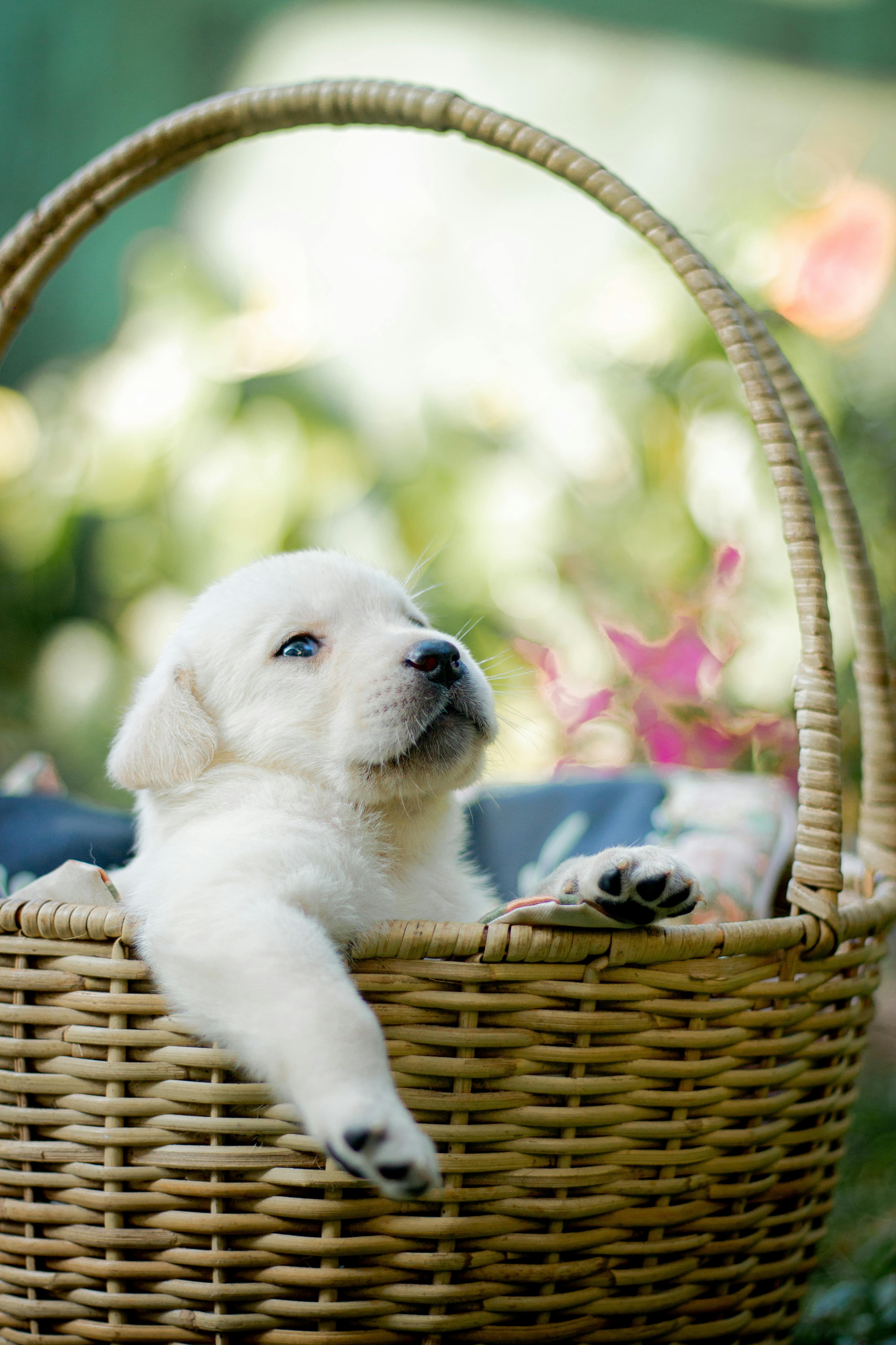 Un chiot labrador dans un panier tressé | Source : Pexels