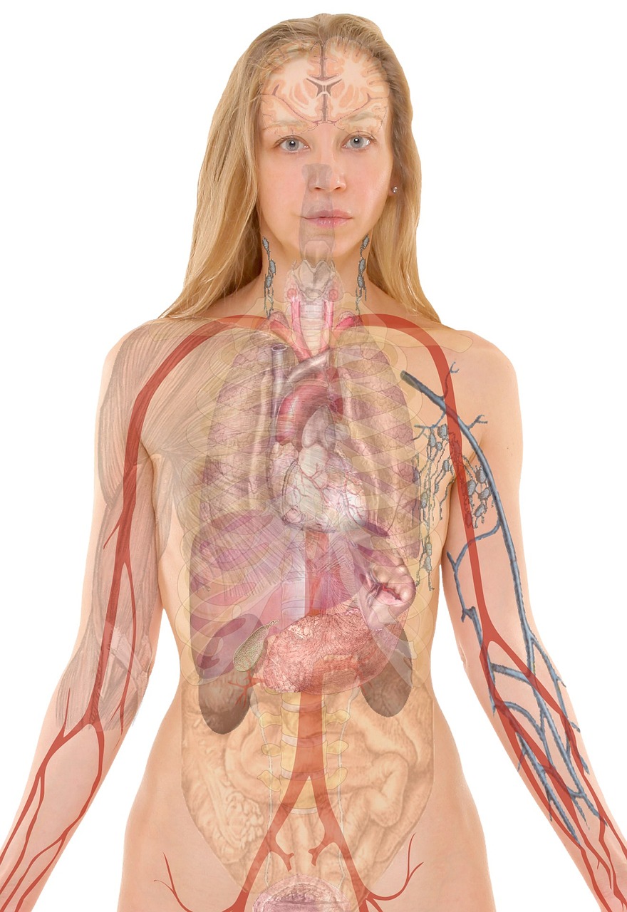 Illustration de l'anatomie d'une femme | Source : Pixabay