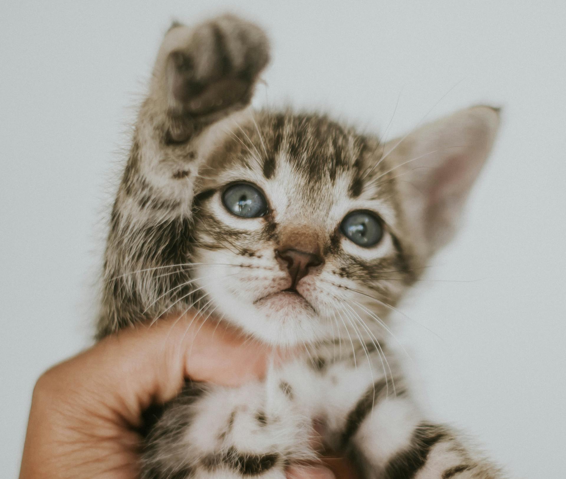 Une personne tenant un chaton | Source : Pexels