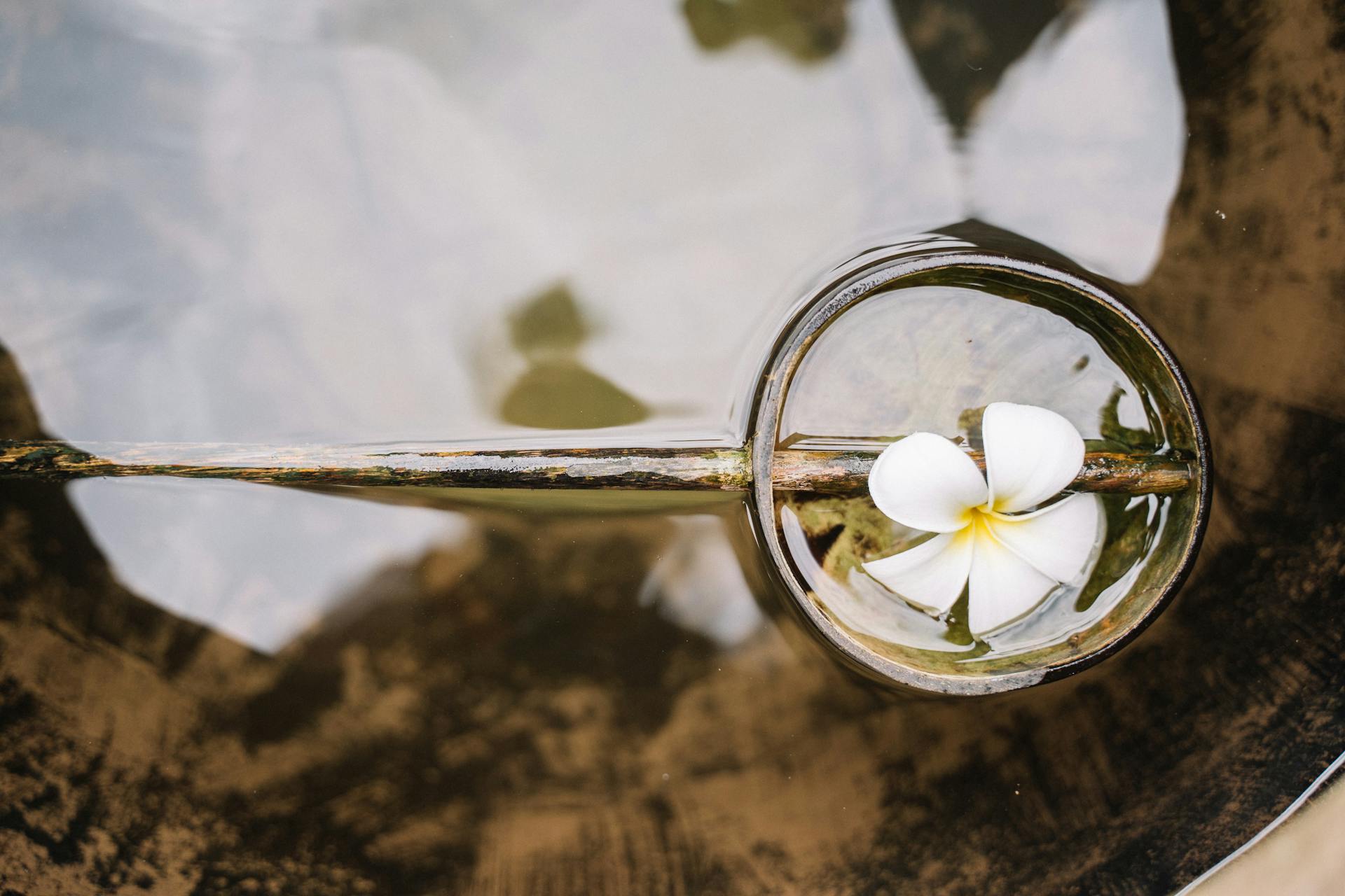 Une fleur flottant dans un seau d'eau | Source : Pexels