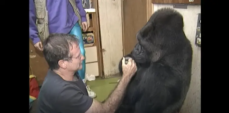 Robin Williams et Koko le gorille en 2001 | Source : YouTube/kokoflix