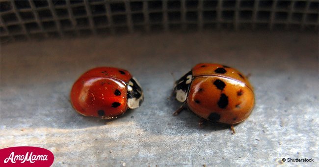 Avez-vous remarqué des coléoptères dans votre maison ? Ce ne sont pas des coccinelles - c'est quelque chose de bien pire