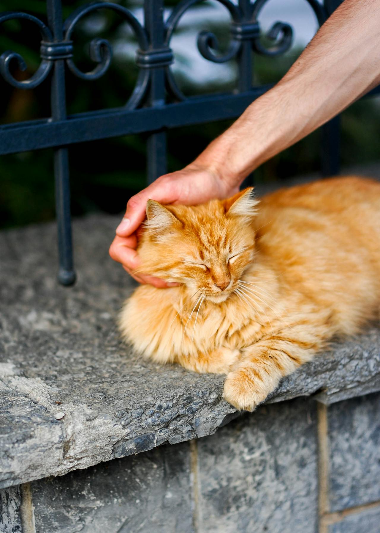 Un homme caresse un chat tabby | Source : Pexels