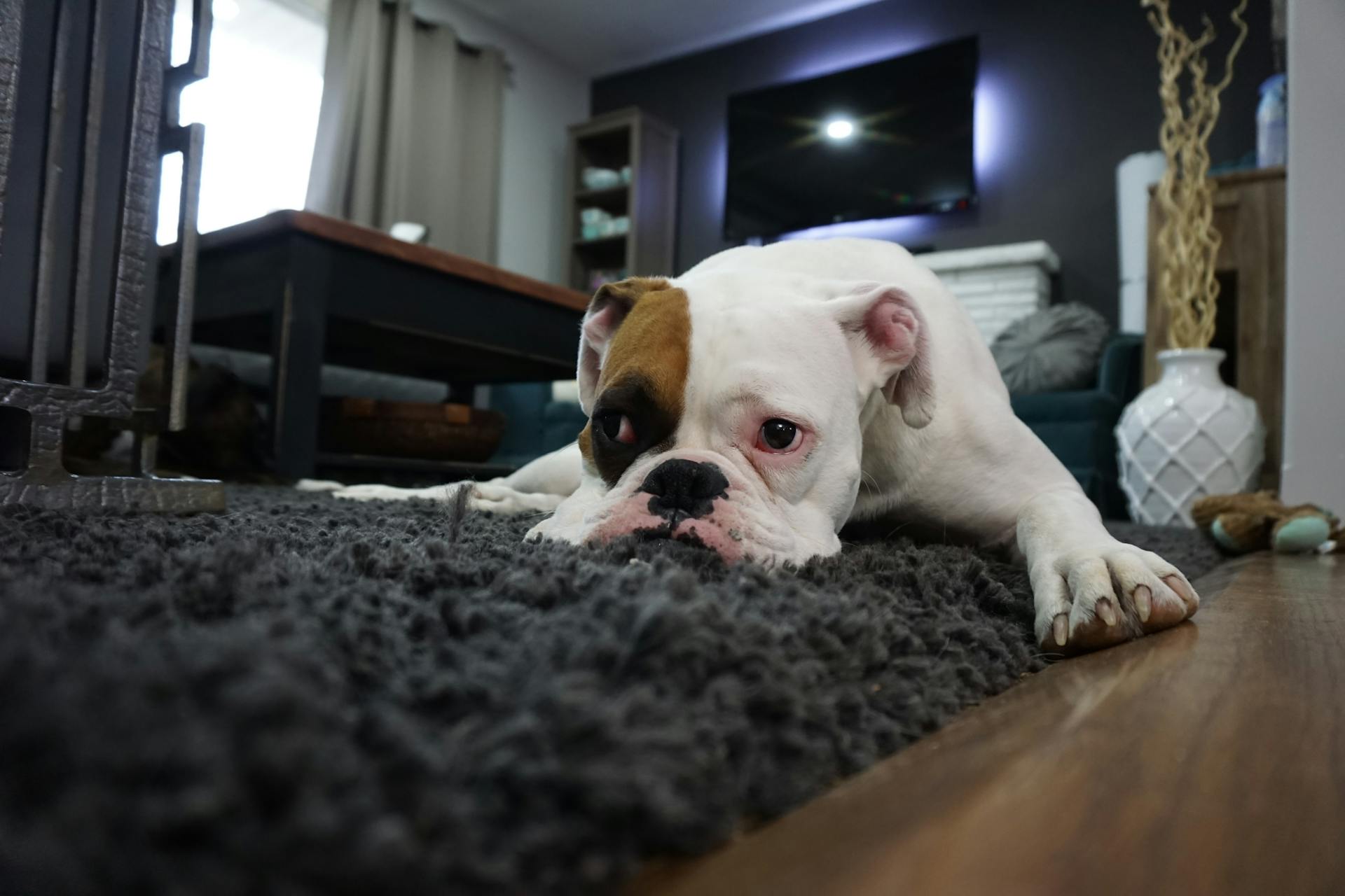 Un chien couché sur un tapis | Source : Pexels