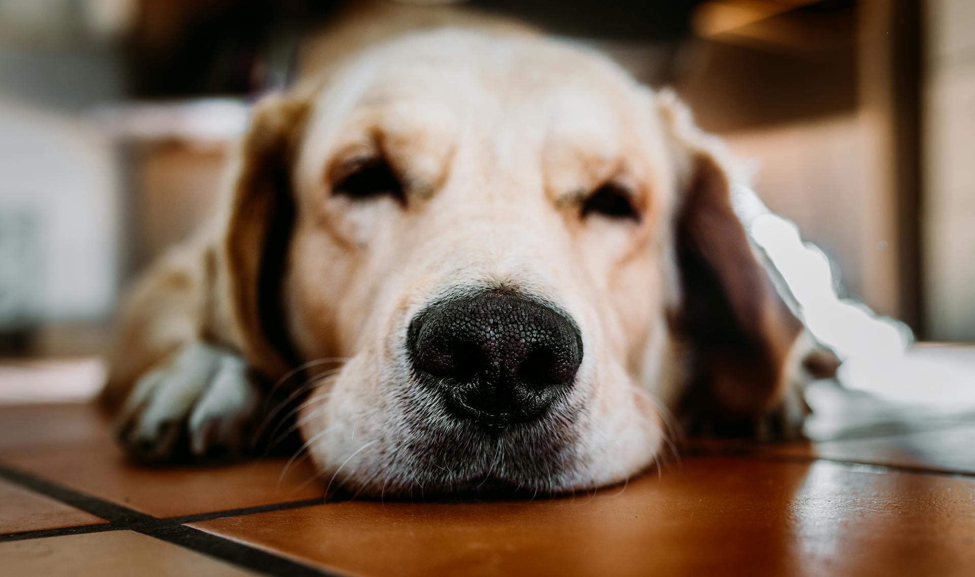Gros plan sur le visage d'un chien | Source : Pexels
