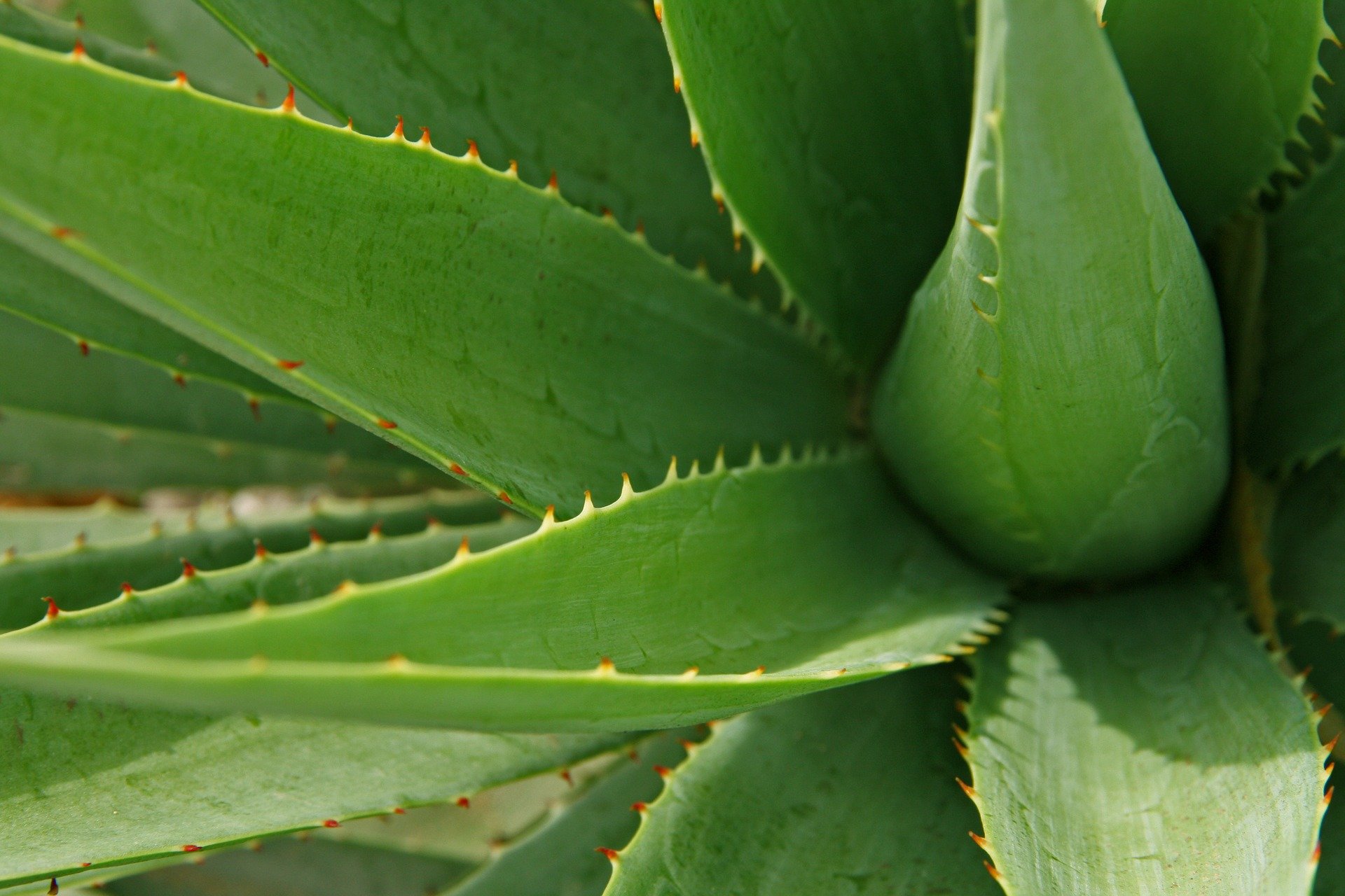 Un plant d'Aloe vera | Photo : Pixabay.