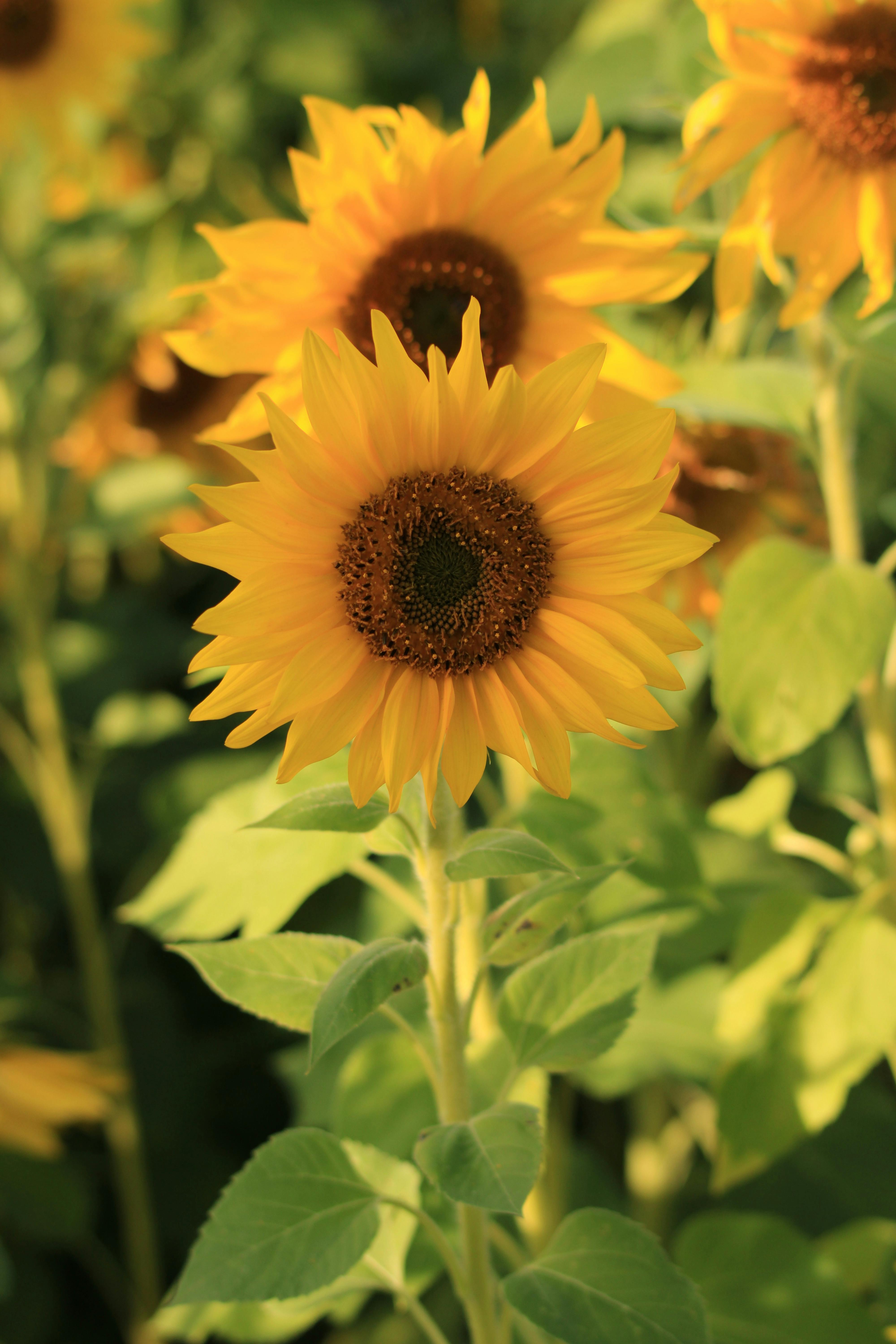Tournesols dans un jardin | Source : Pexels