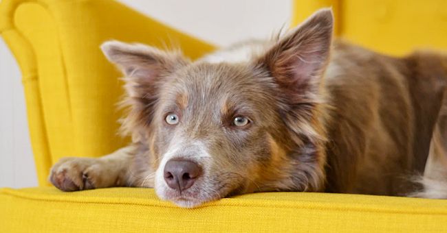 Portrait d'un chien couché sur un canapé jaune | Photo : Unsplash