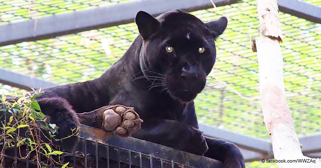 Cette femme est sauvagement attaquée par un jaguar dans un zoo après qu'elle ait sauté la clôture pour prendre à un selfie