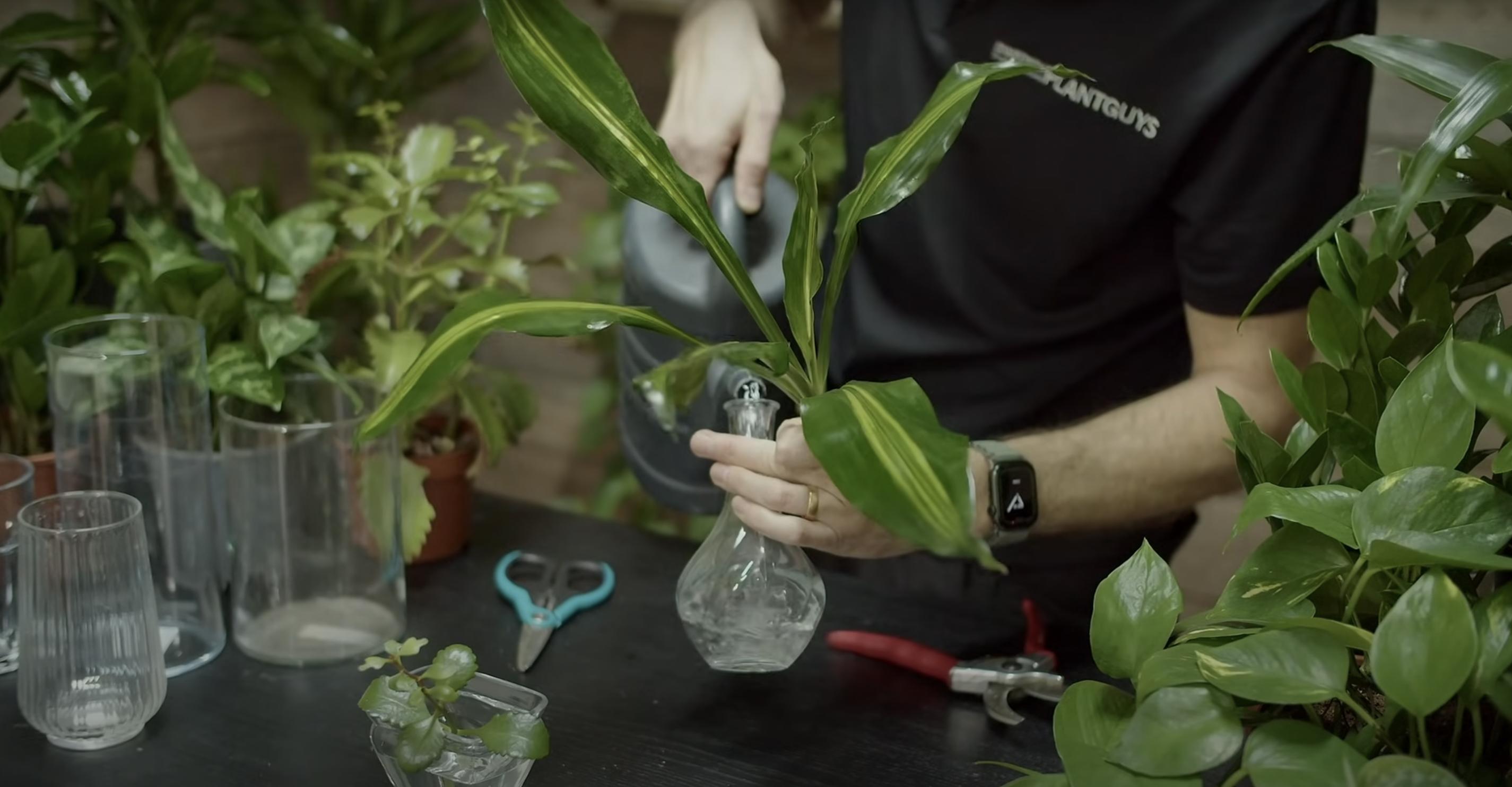 Une plante en cours de propagation dans un clip mis en ligne le 8 novembre 2022 | Source : YouTube/The Jungle Haven