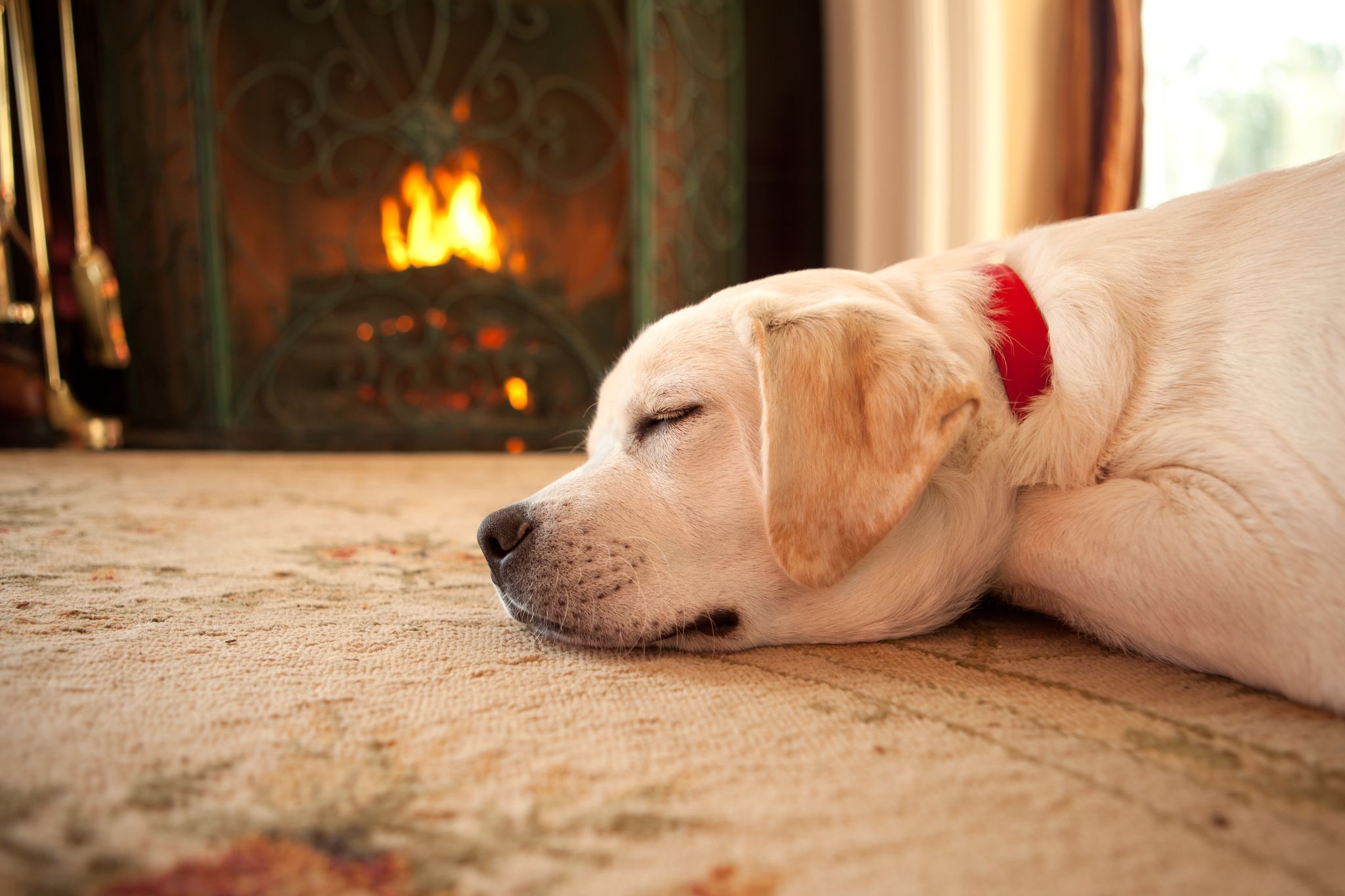 Un chien qui dort près de la cheminée. | Source : Getty Images